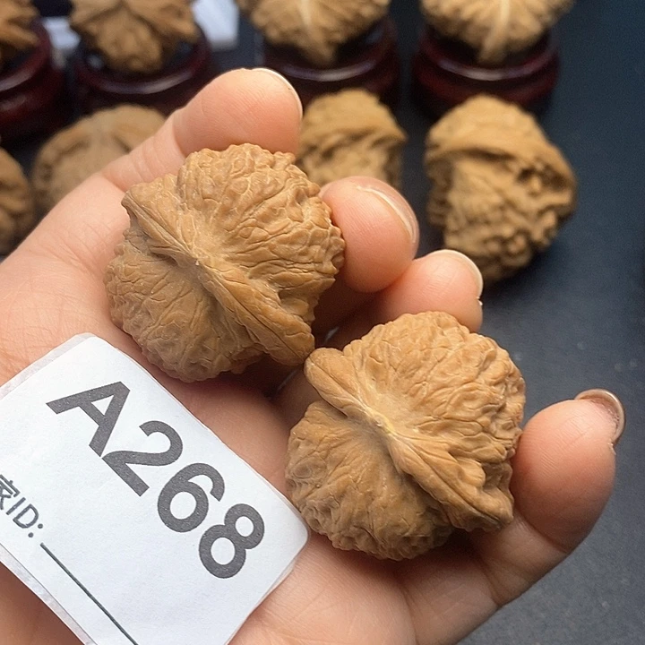 核桃血麒麟3.5，黄尖