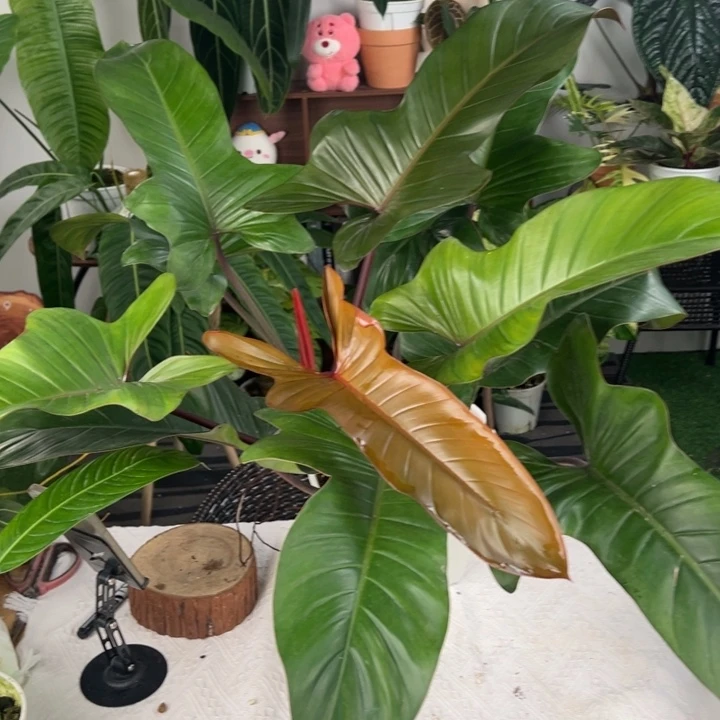 完全开放红叶木舟蔓绿绒