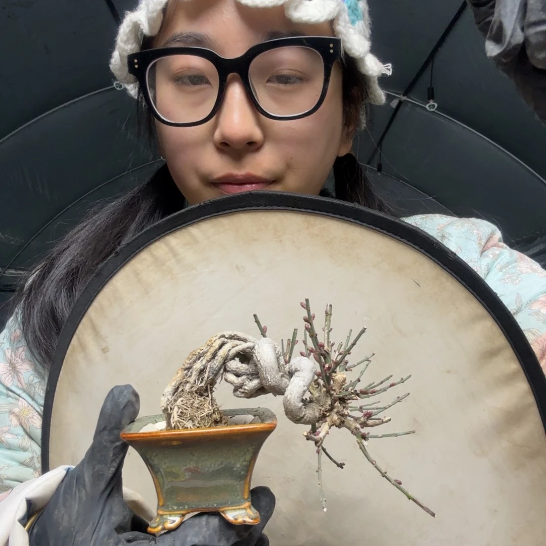 冷**名迎春花盆景盆栽