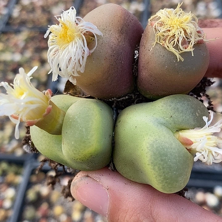 2713两颗巨型大颗。