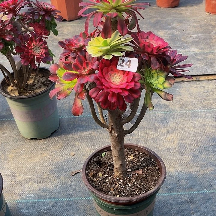 嫁接法师的方法244444