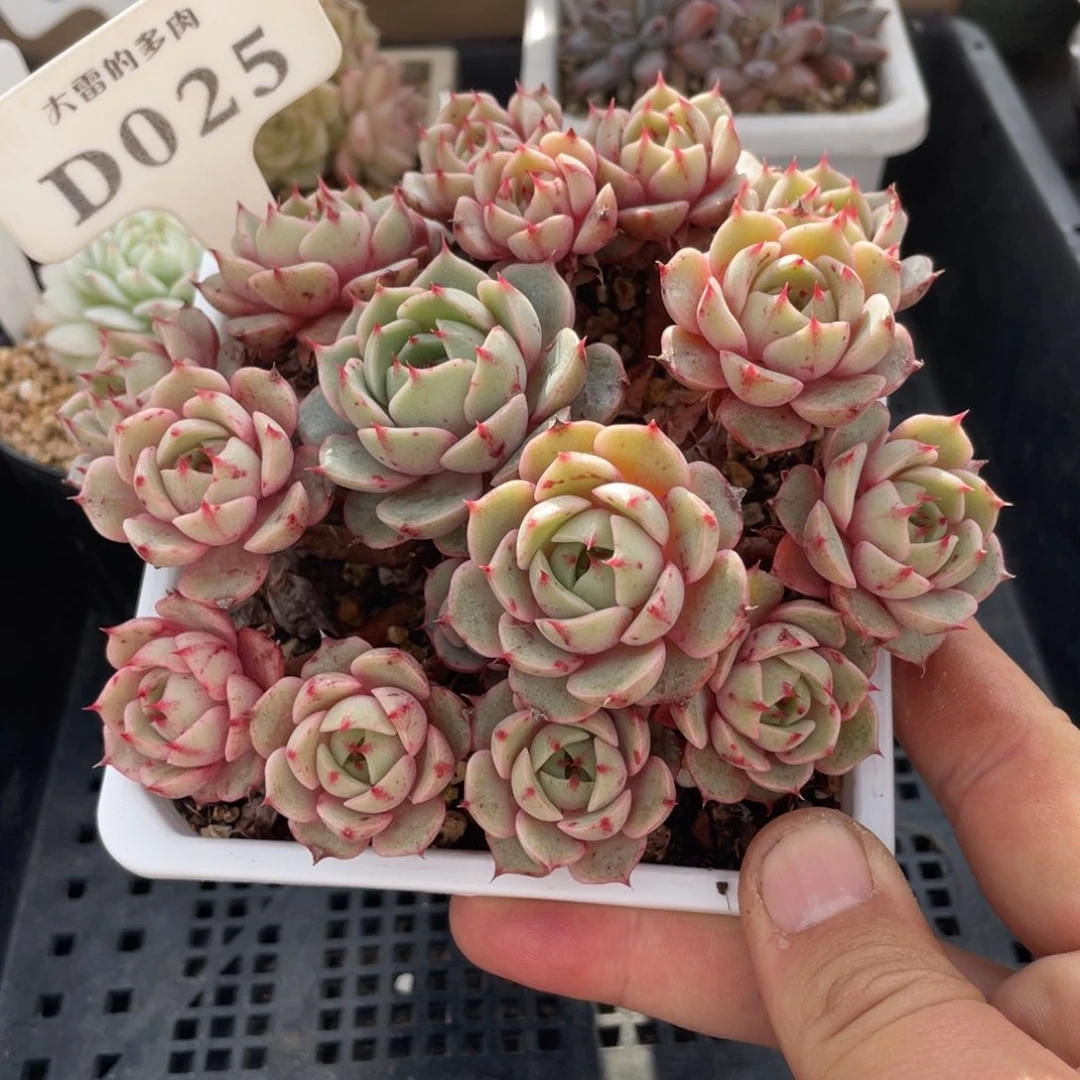 025笨巴不带盆14厘米