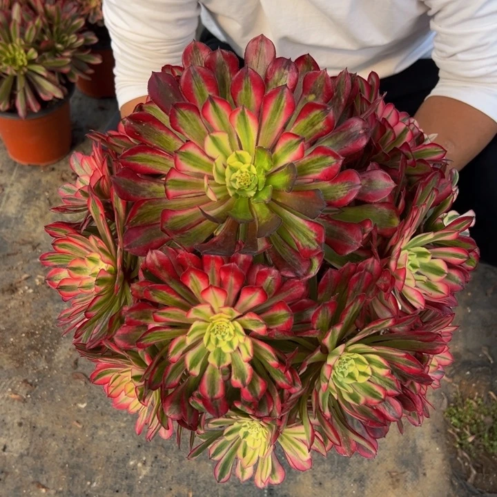 45.8阴阳红铜白一棵