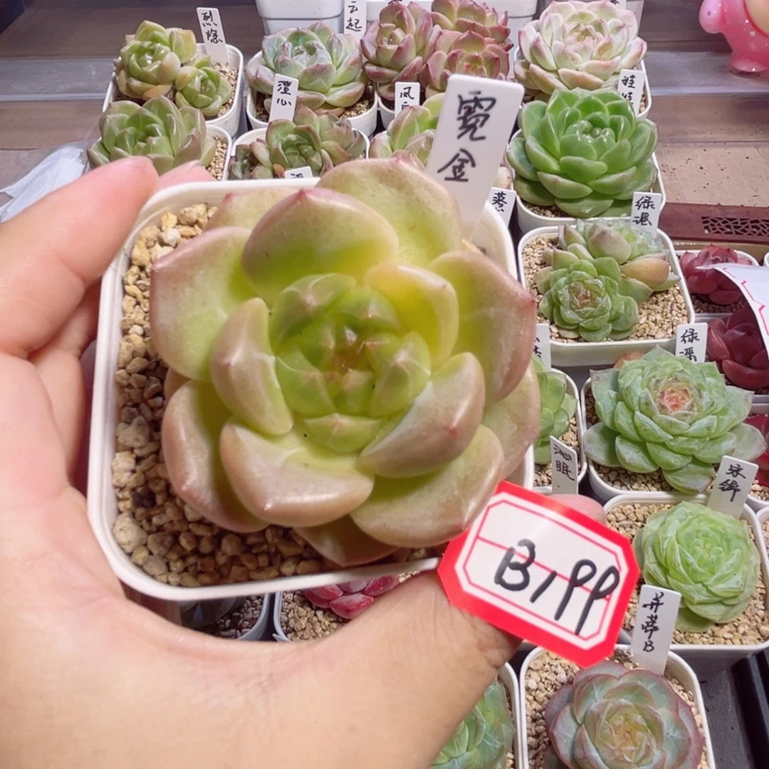 ****吉B199 一物一拍 霓金