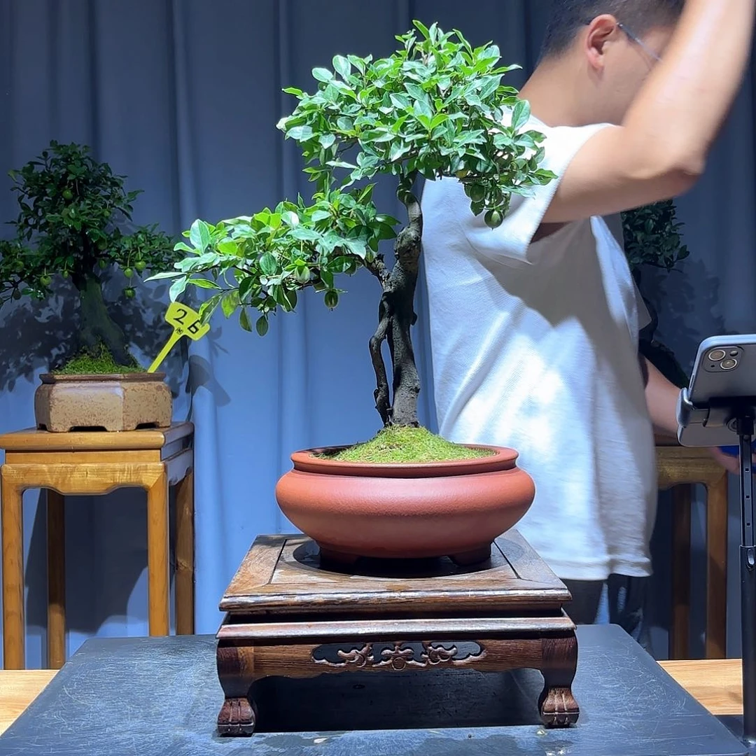 无花朵余****嘟金弹子是真的好看