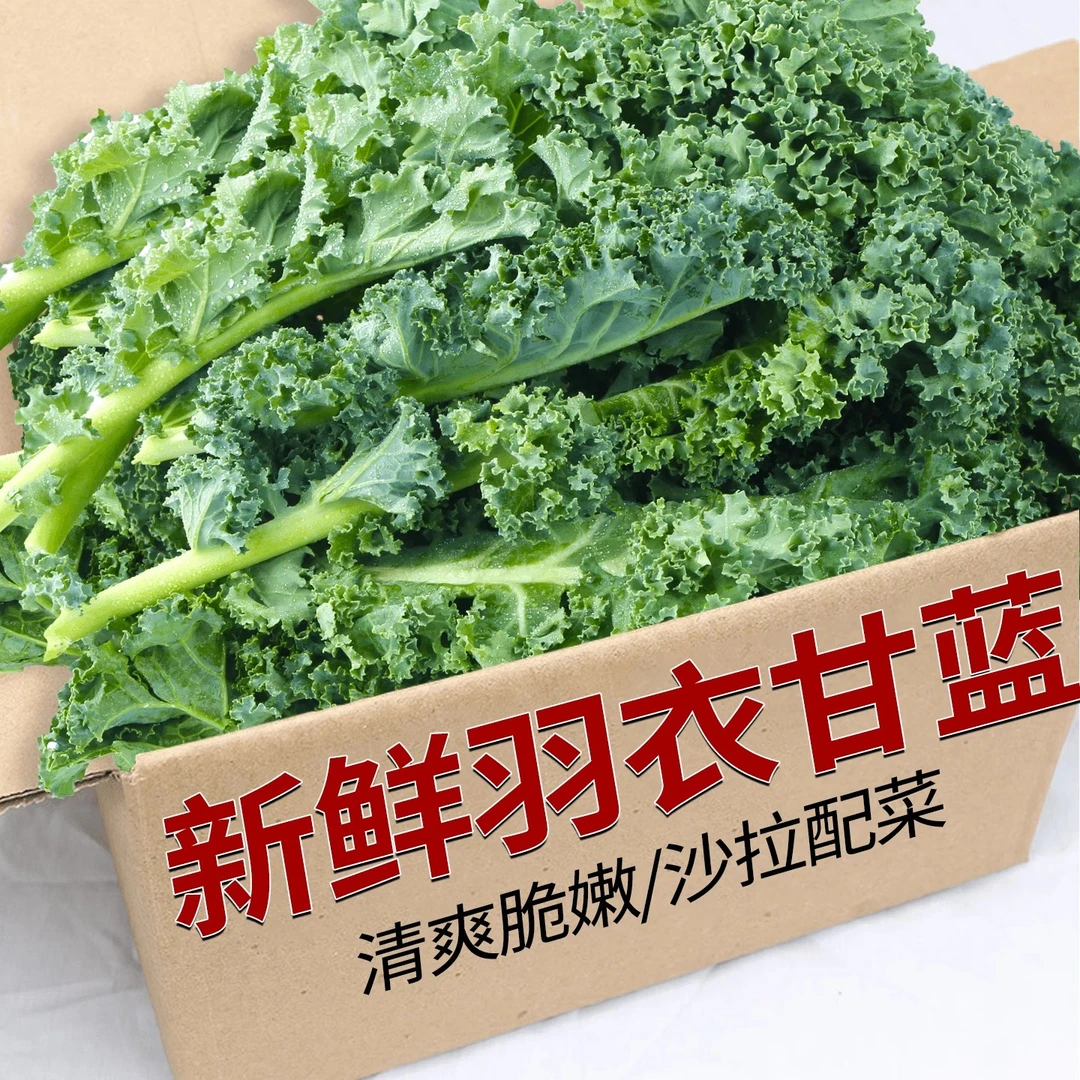 新鲜羽衣甘蓝轻食代餐沙拉蔬菜绿叶甘蓝健康榨汁西餐沙拉菜直发