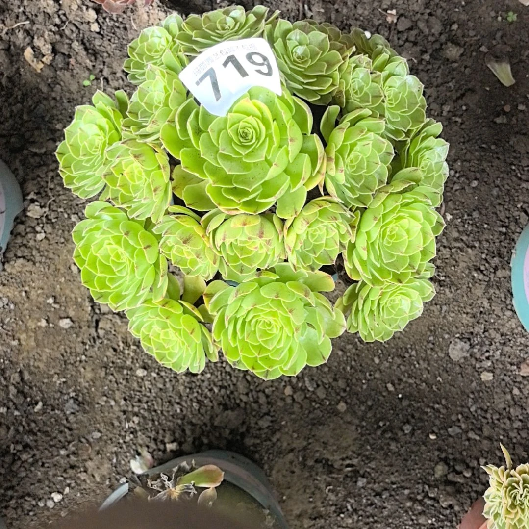 719万拉丝花花3-6