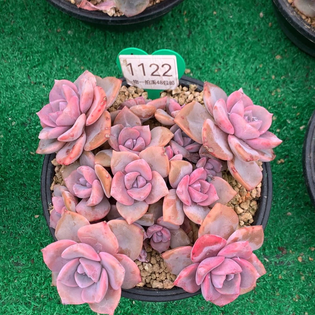 彩虹糖老桩无砍1122