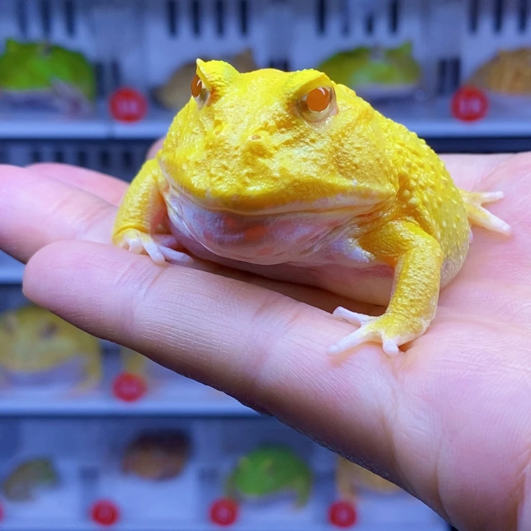 角蛙角蛙3-10cm闪购专享链接