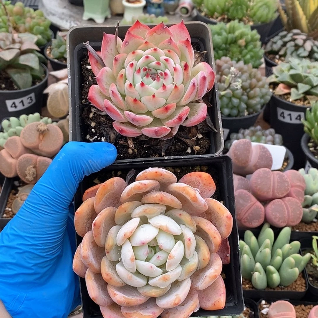 451 橙子 水蜜桃 脱土