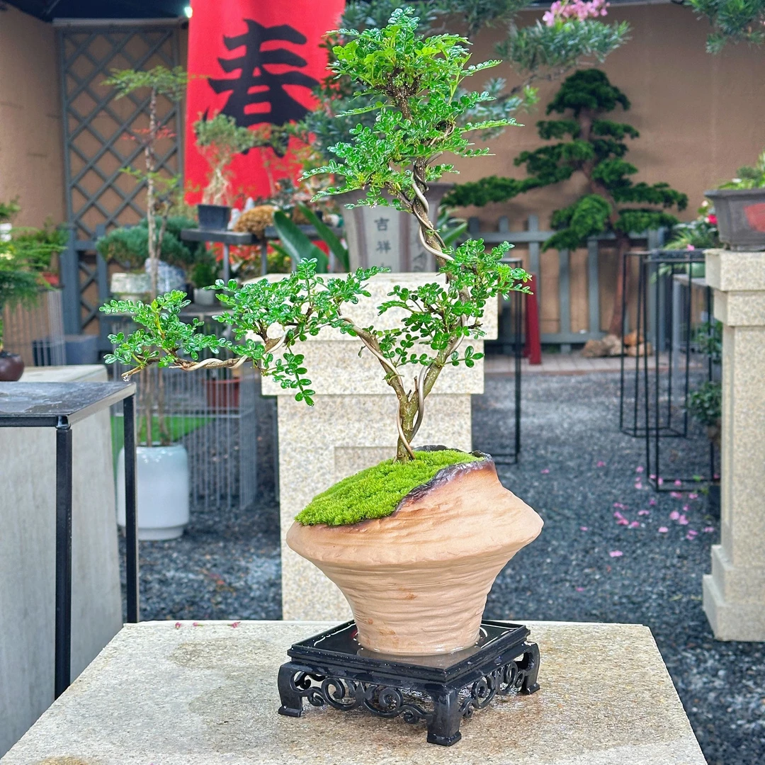 迎客造型胡椒木盆景新中式室内好养桌面摆件绿植花卉盆栽鲜活