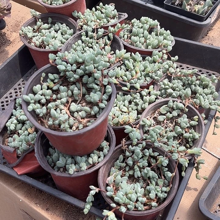 碧玉莲随机2盆一组发货