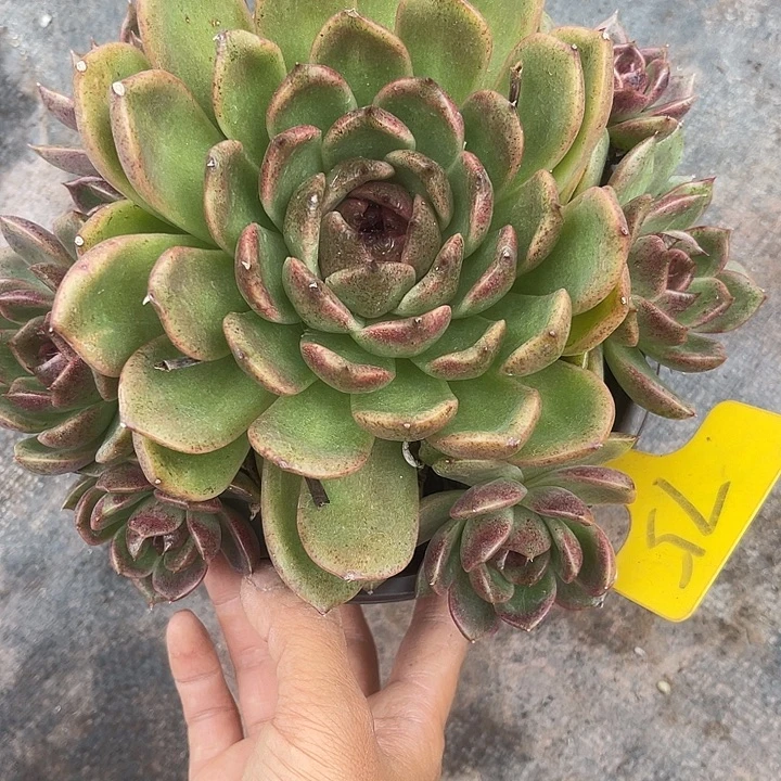 晨语多肉，一物一拍紫水晶75