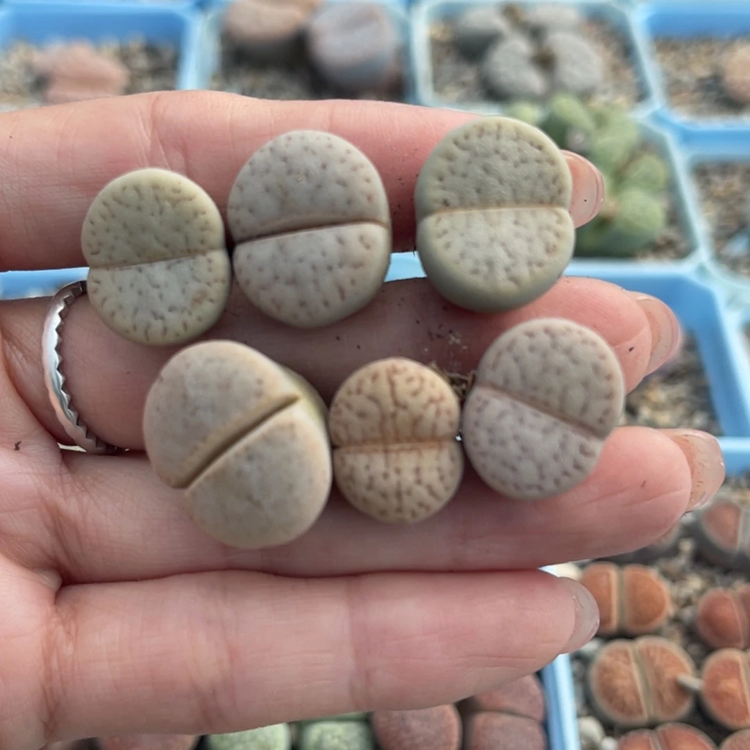 徐***欢3770猪皮六颗。