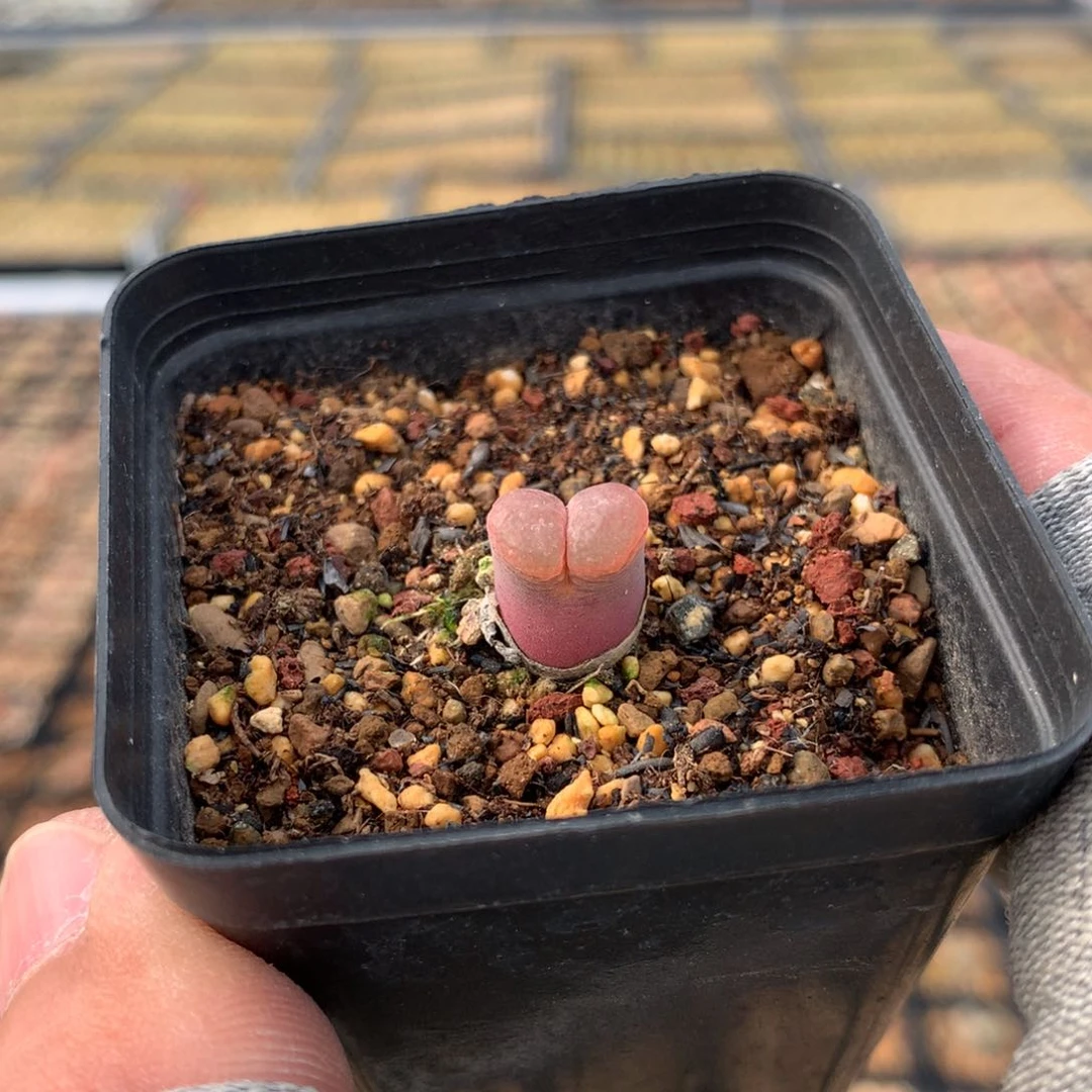 90号红风铃母本一颗