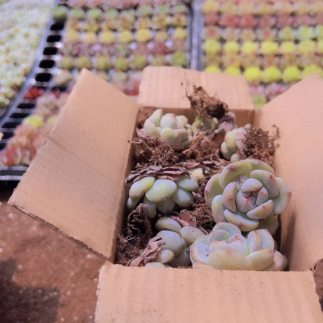 9.9一箱星影石榴籽！