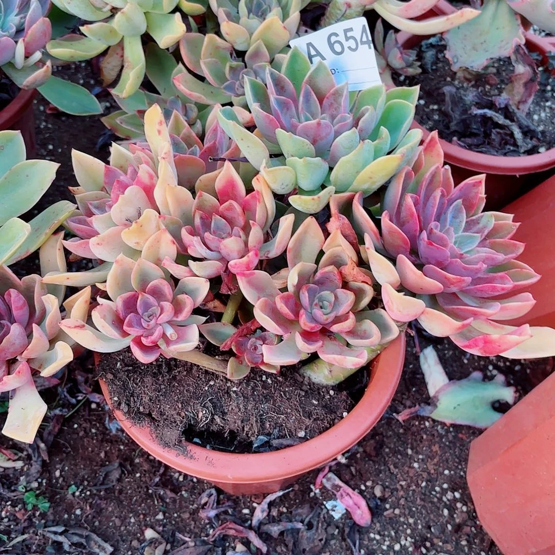 。***。紫气东来多肉植物654