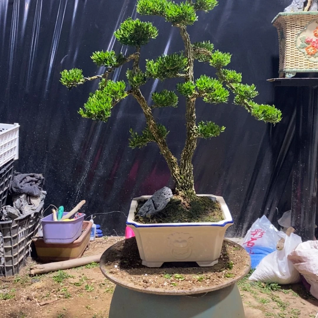 无花朵黄杨盆景雀舌软枝