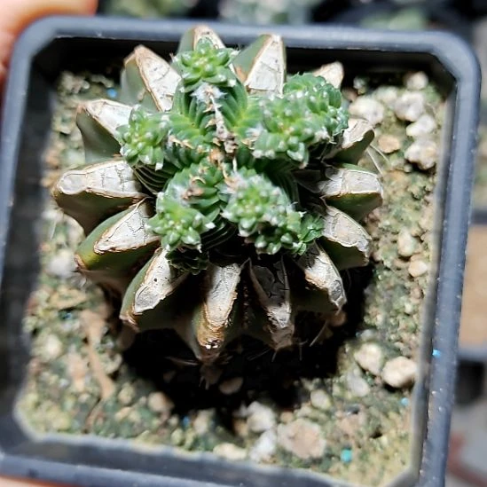 五星花龙740740740740