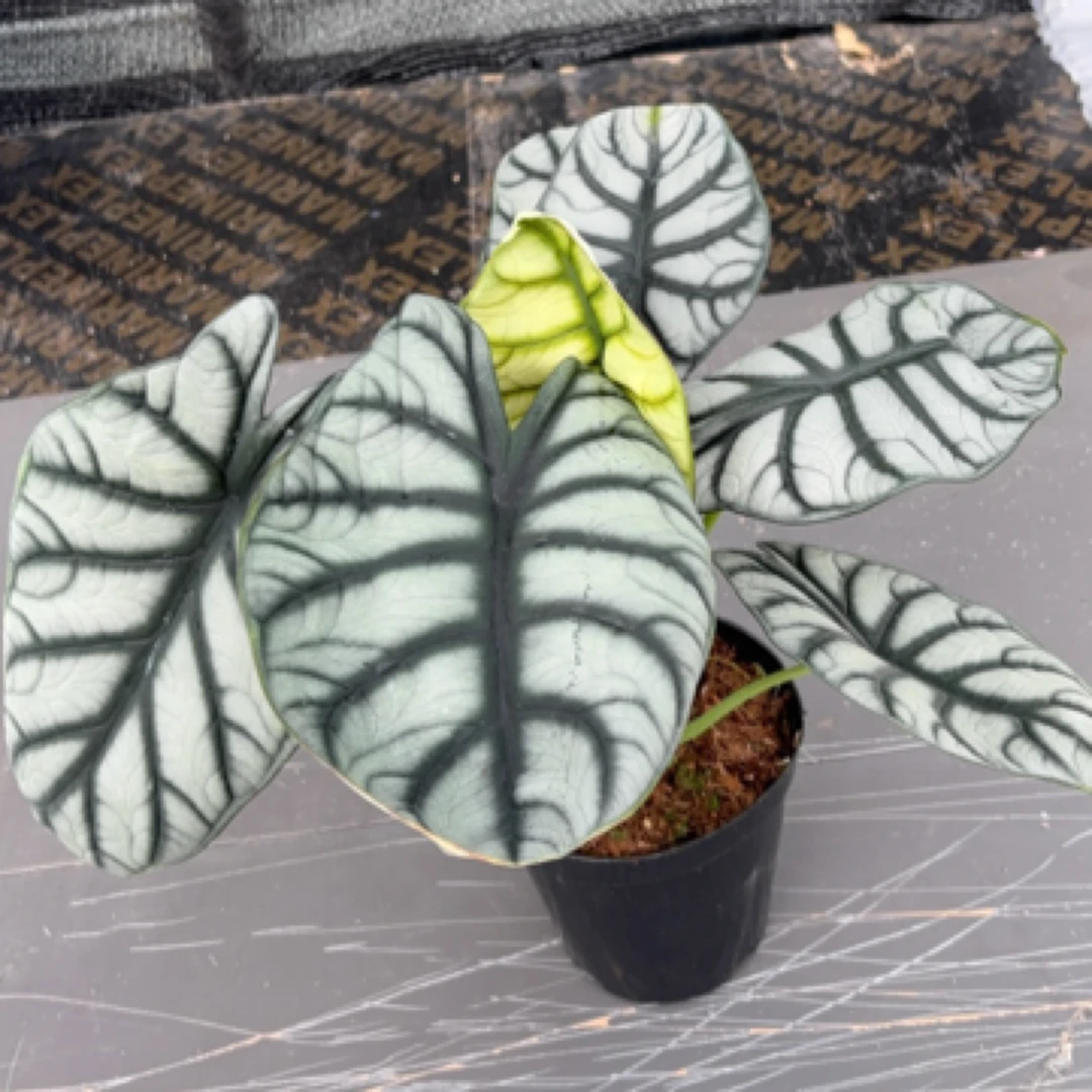 白犀牛海芋盆栽室内好养耐阴四季常青吸甲醛绿植