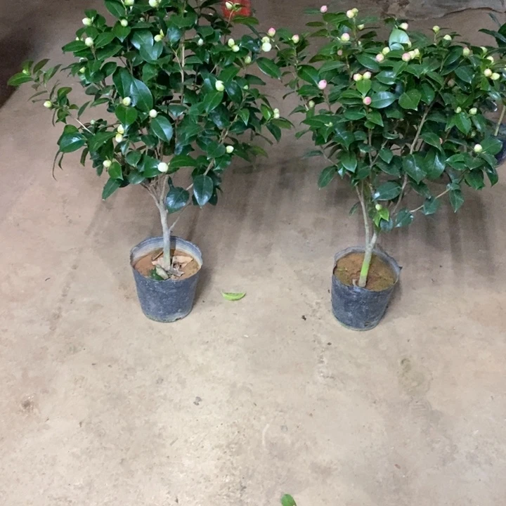 双色十八 红十八2颗