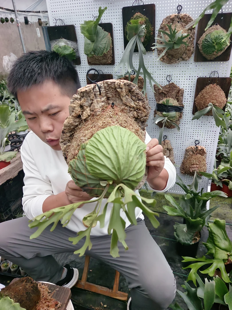鹿角蕨上板专拍链接室内观赏植物