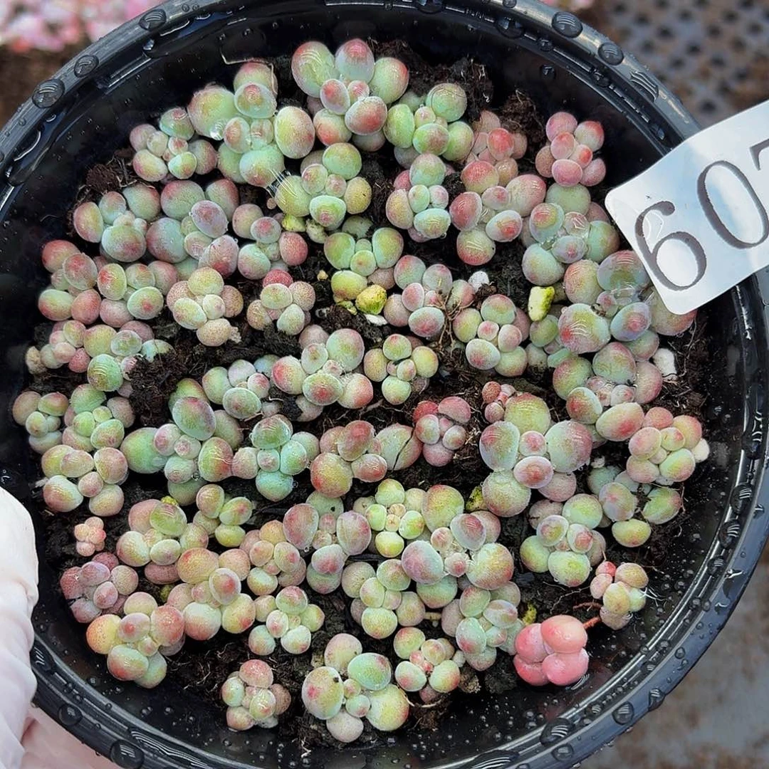 多肉植物多肉植物607