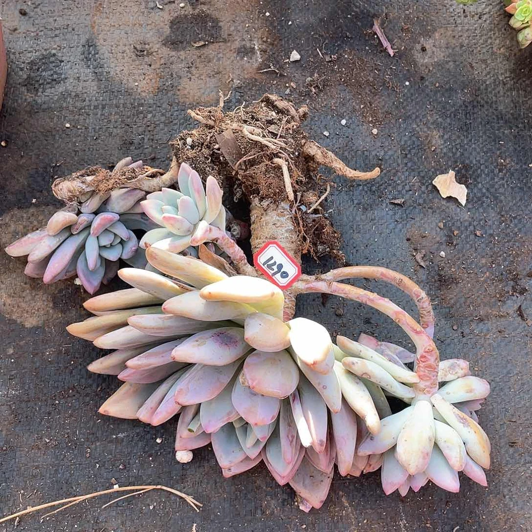 1290奥普一物一拍多肉