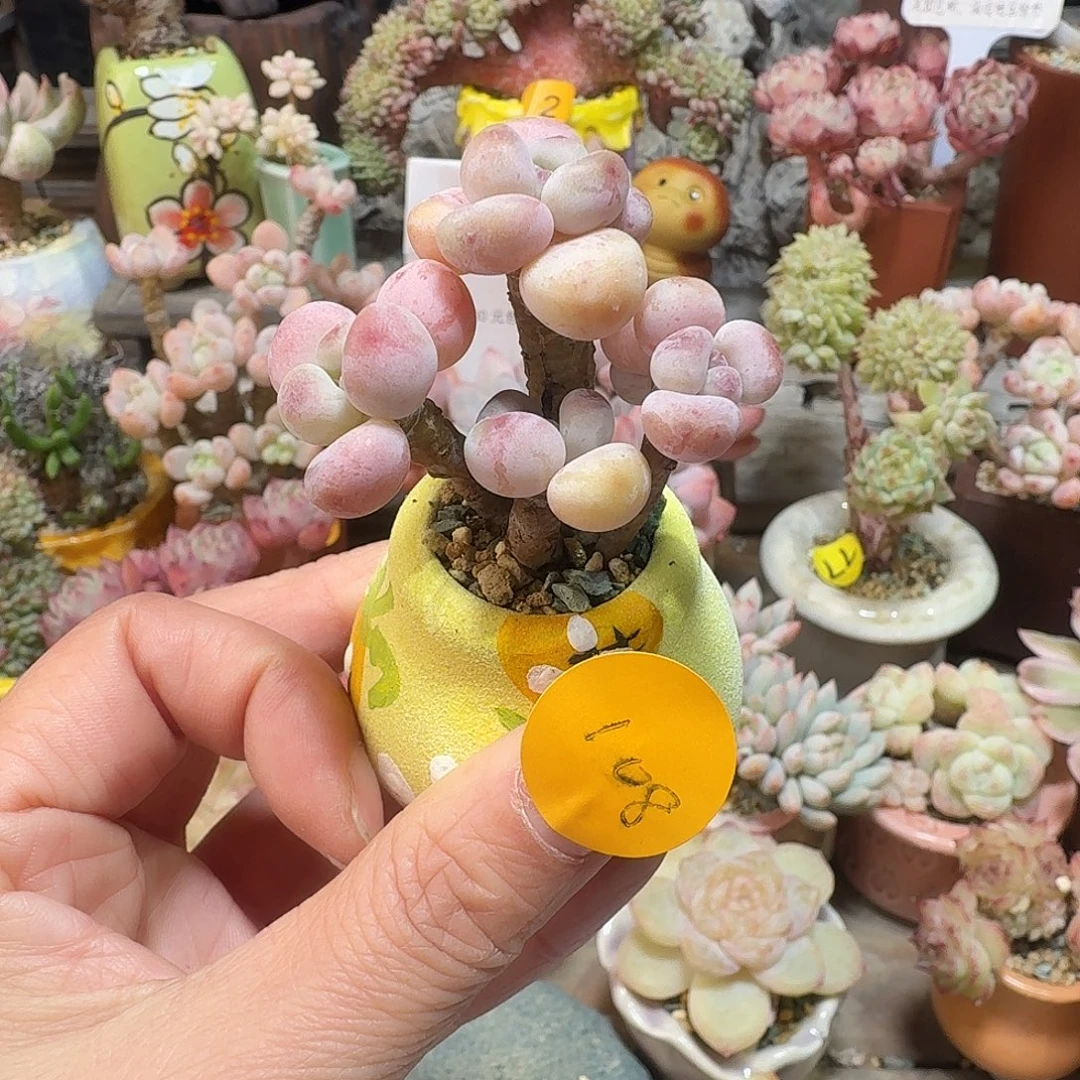 108 多肉含盆土 30元包邮非偏远