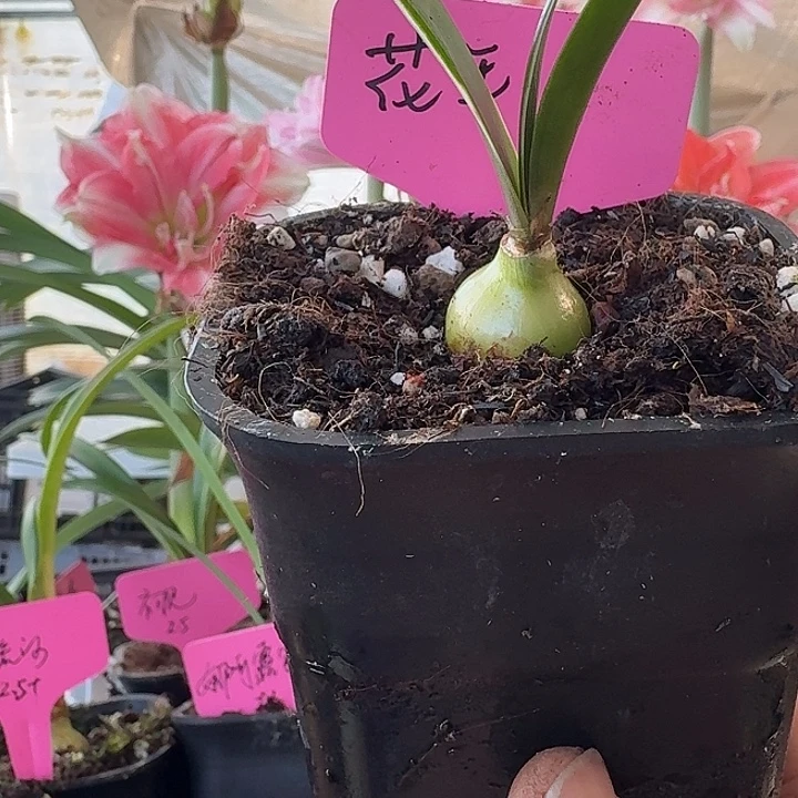 无花朵花王朱顶红侧球2cm