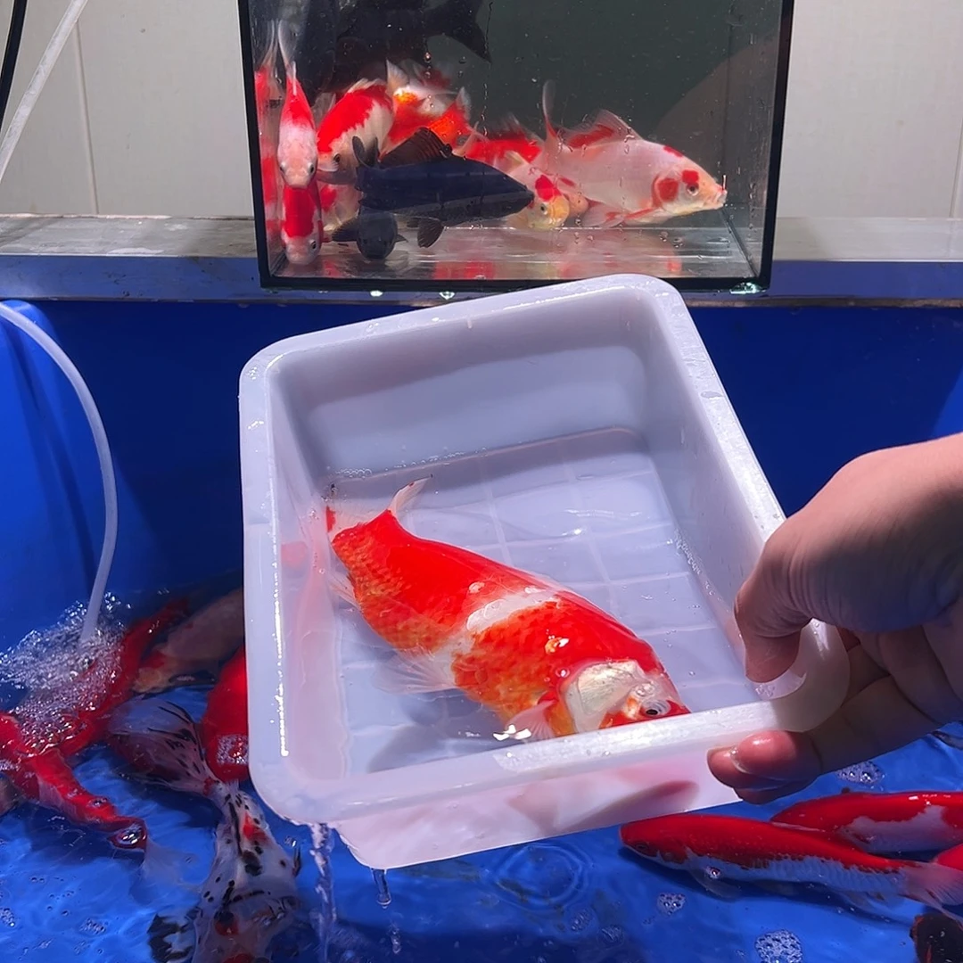 E***T海水观赏鱼福利多多8