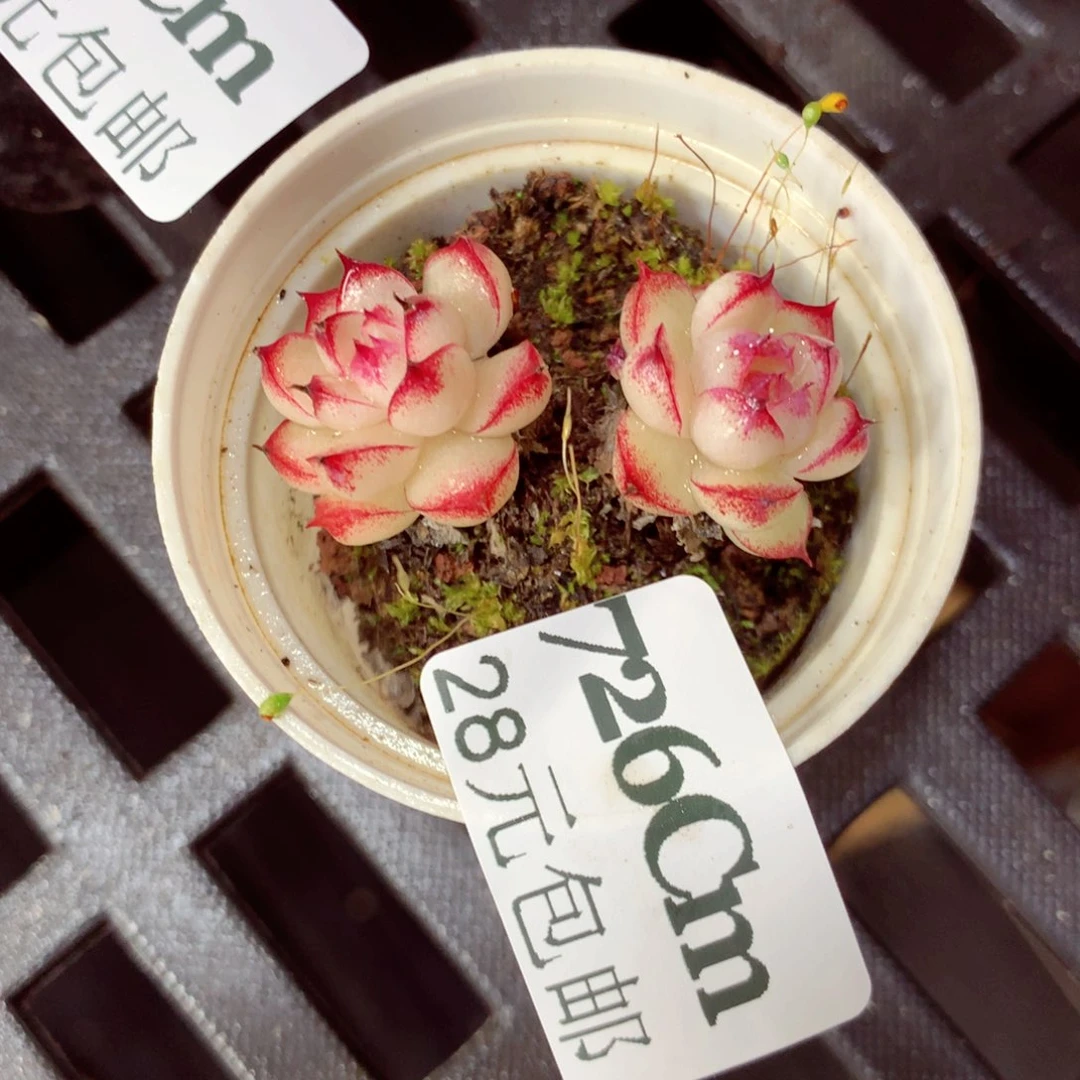 5厘米盆精控多肉726