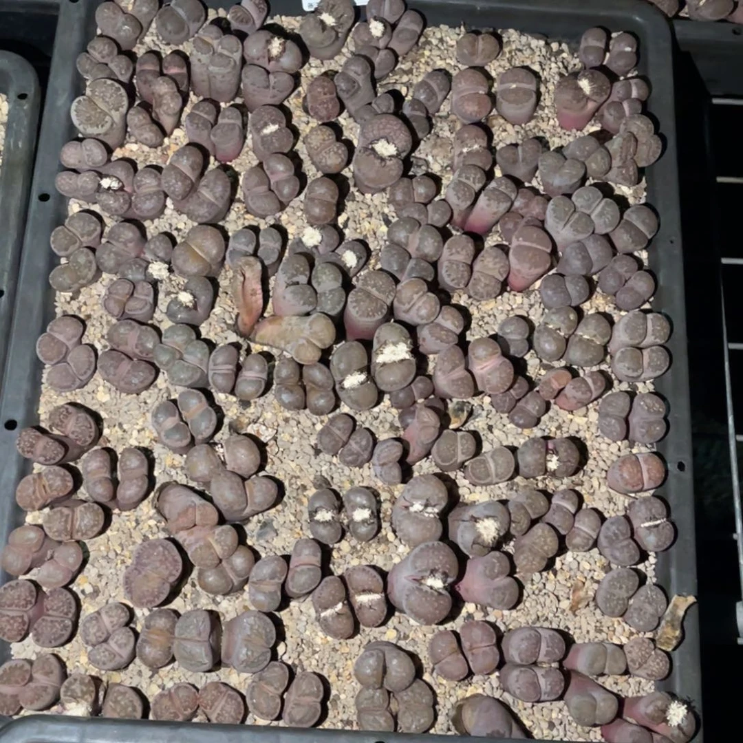 西***品0418福利筐1不售后