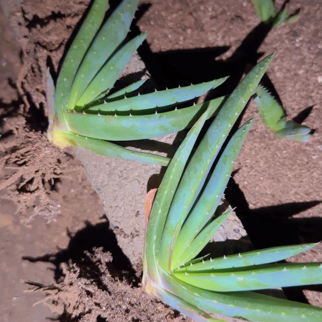 块根植物块根植物