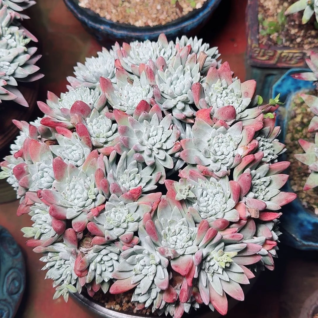 1075千寿姬白菊多肉