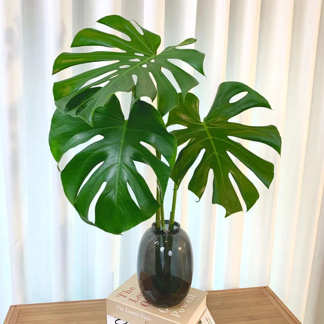 大叶水培龟背竹室内绿植老桩吸甲醛盆栽四季常青净化空气好养护