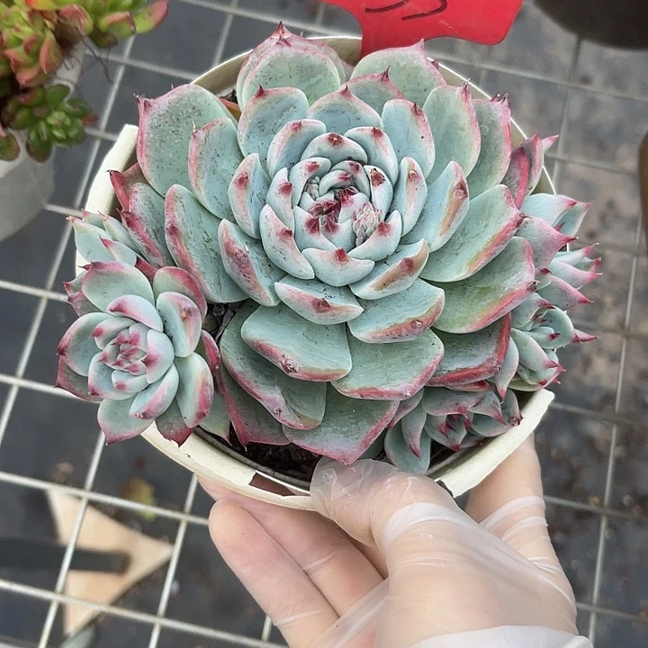 两单包邮，一物一拍33吉娃娃