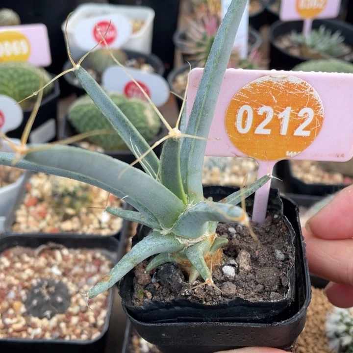 光山一棵02120000000