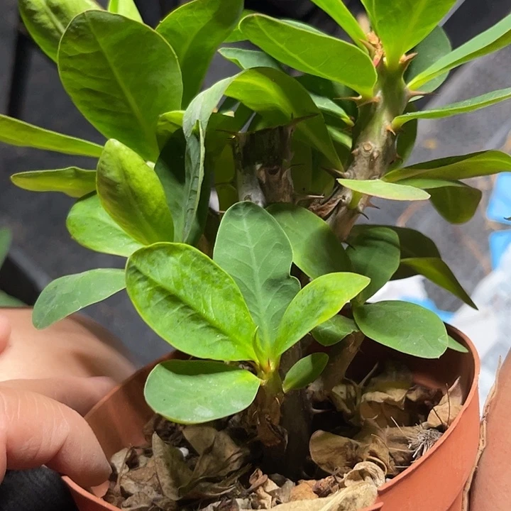 虎刺梅伊丽莎白94号