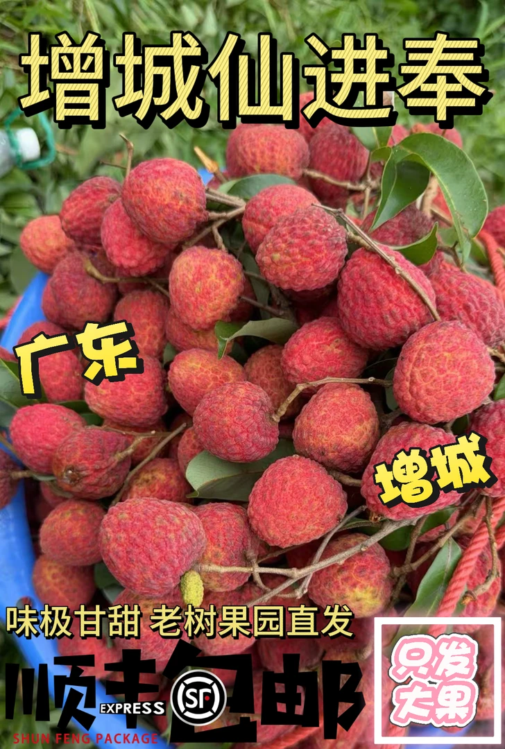 [顺丰]广东增城仙进奉荔枝当季现摘