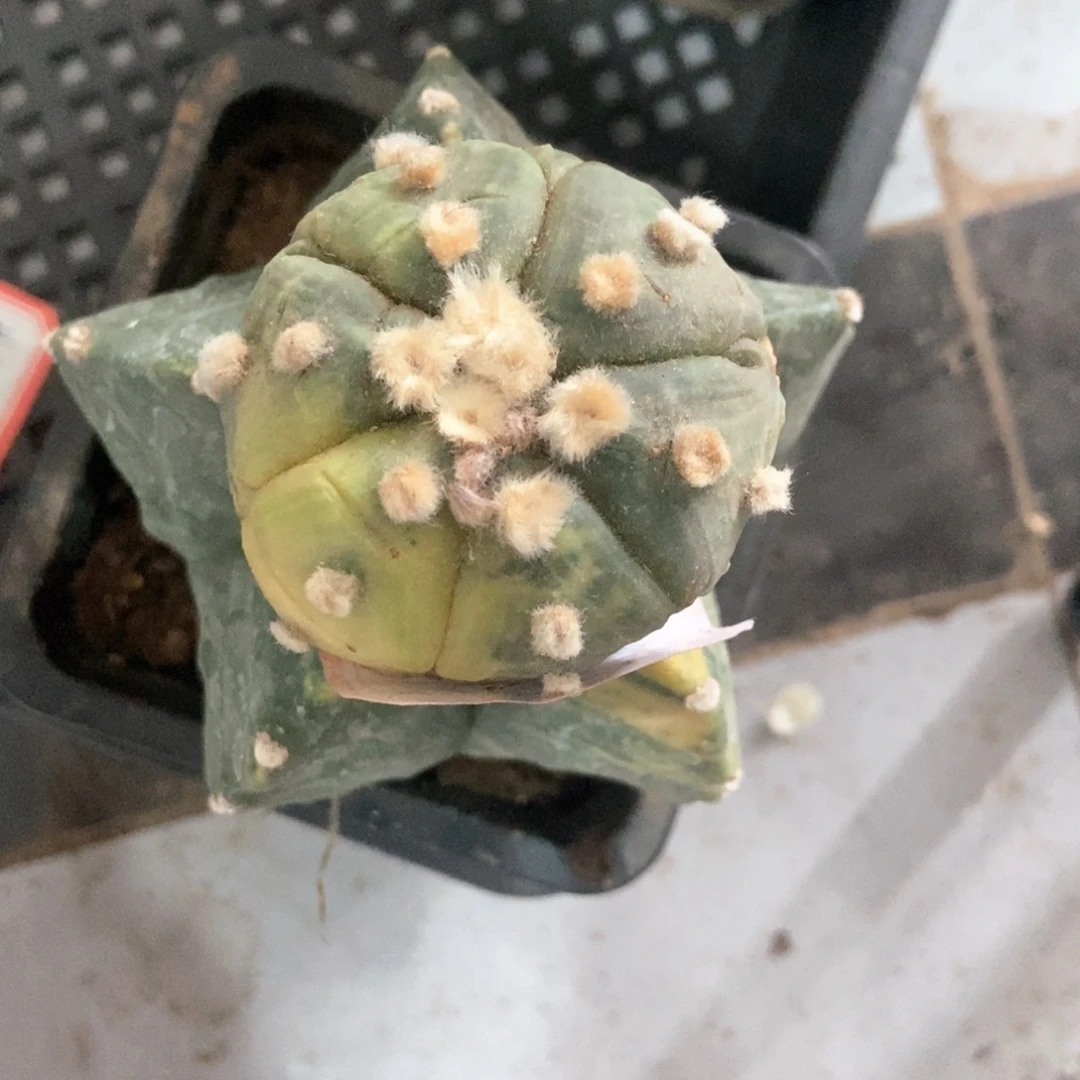 软风于两颗兜的时候