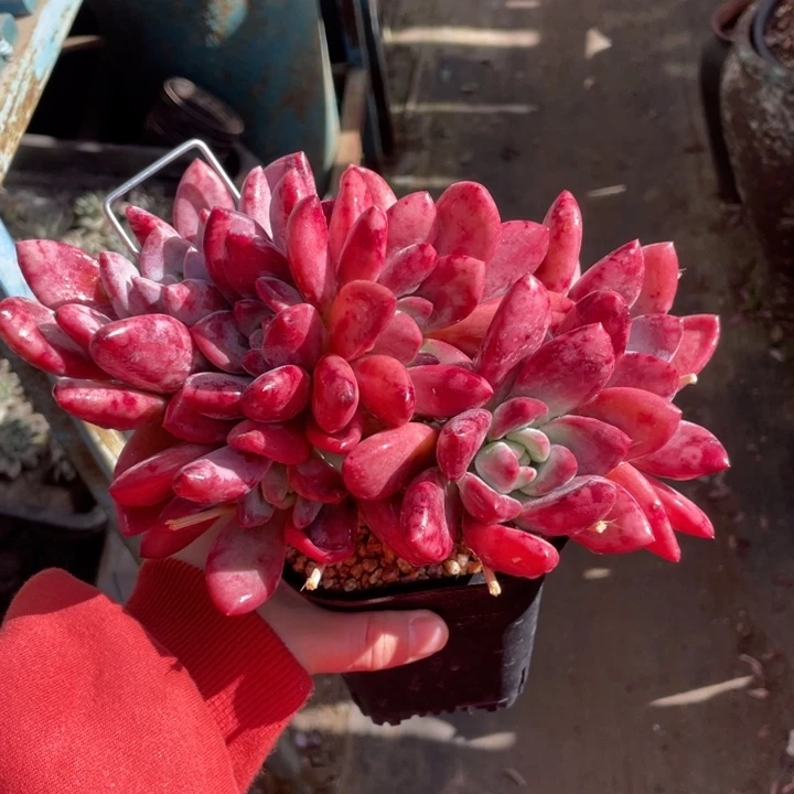 【闪购商品】奥普杂一物一拍