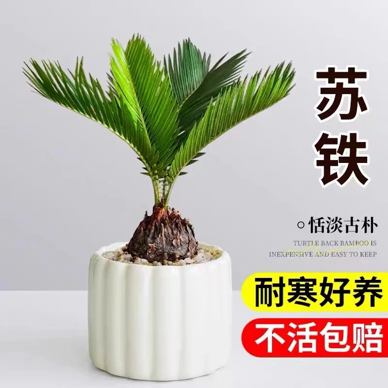 铁树宝宝盆栽办公室桌面水培绿植花卉好养活耐热耐晒植物微型盆景