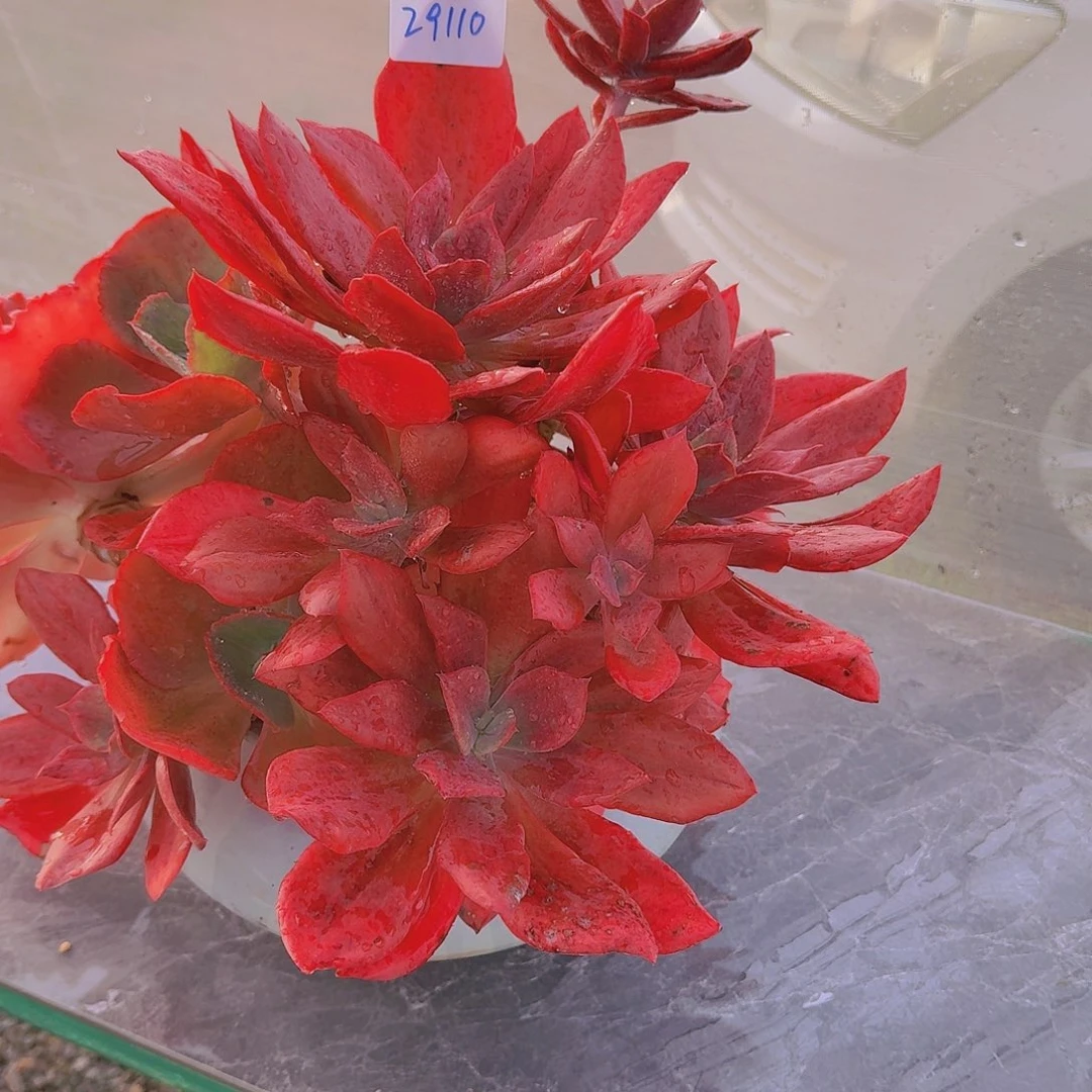 许***云29110钻石锦多肉植物