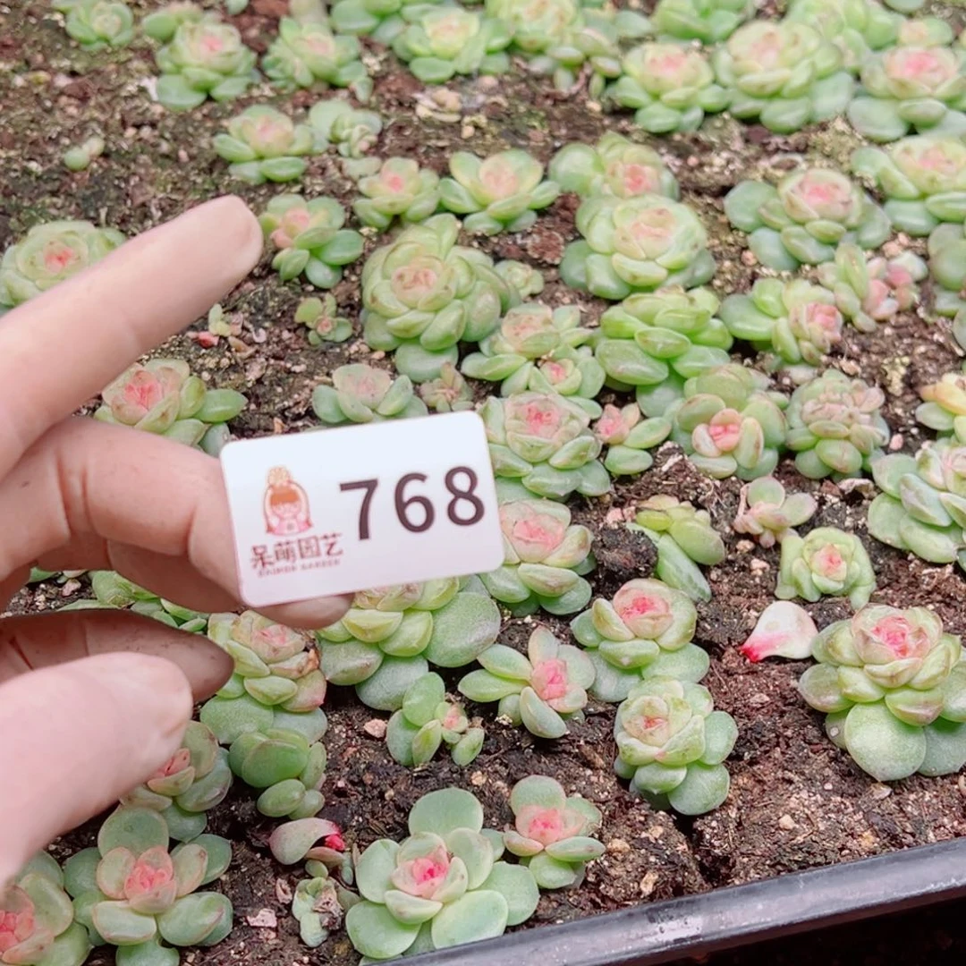 嘉***多肉植物多肉植物