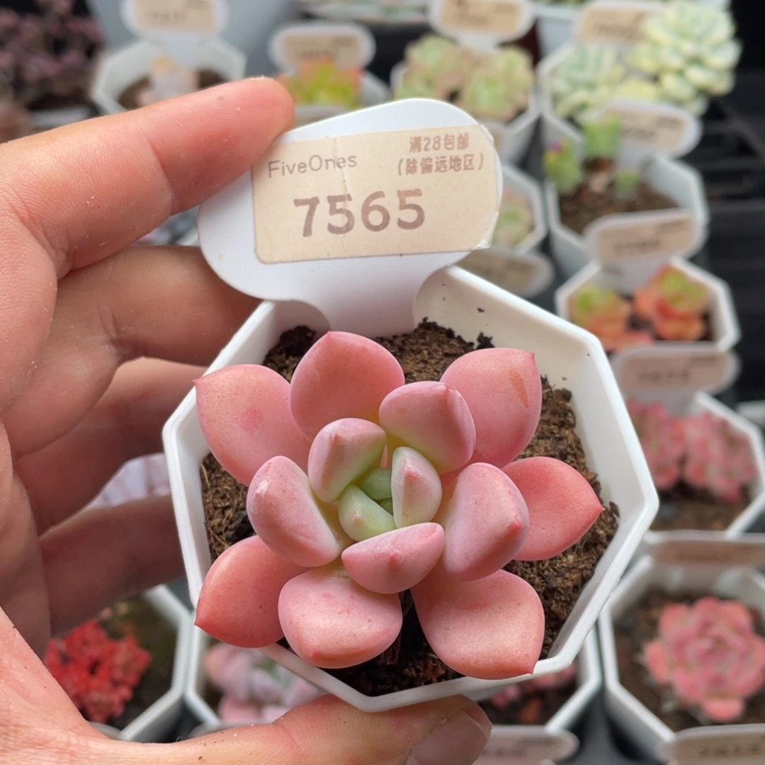 白鹭7565-5.5厘米