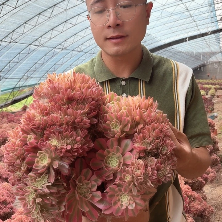 缀化好看好养288