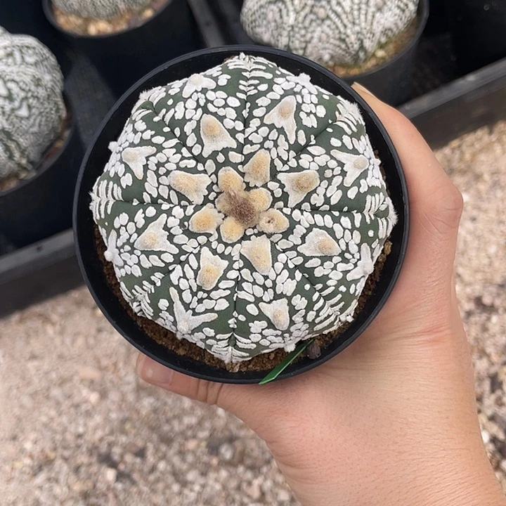 盾牌v微瑕疵特价福利