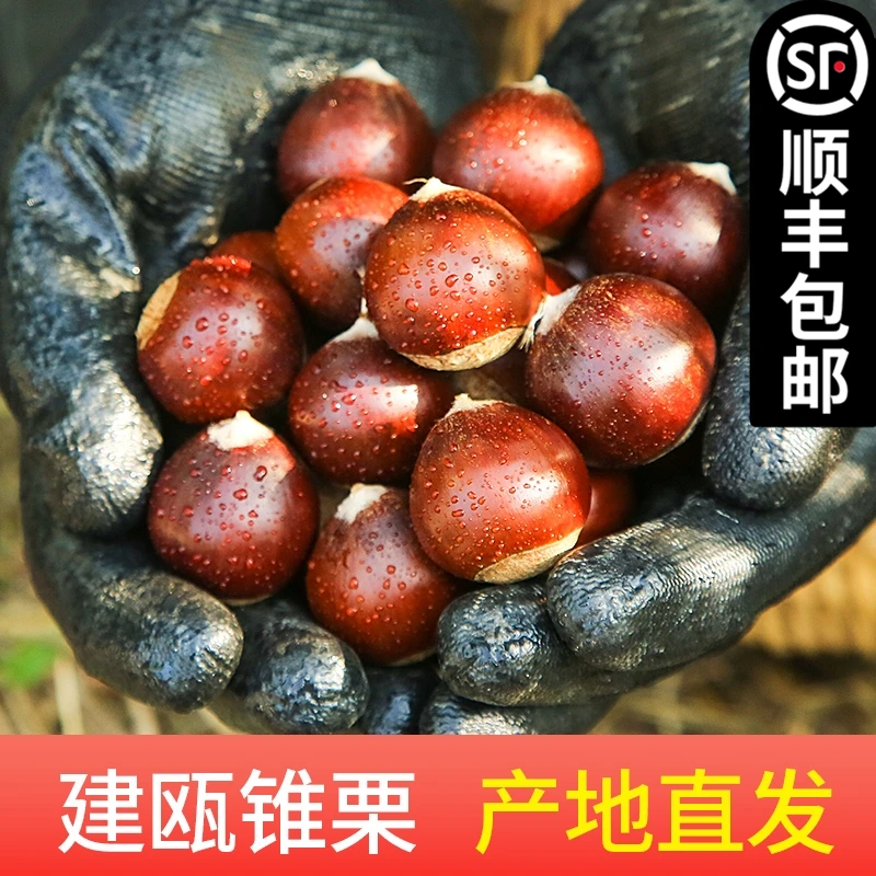 2025年新鲜板栗建瓯锥栗新鲜生板栗毛栗子油栗圆栗现摘1/2/3/5斤