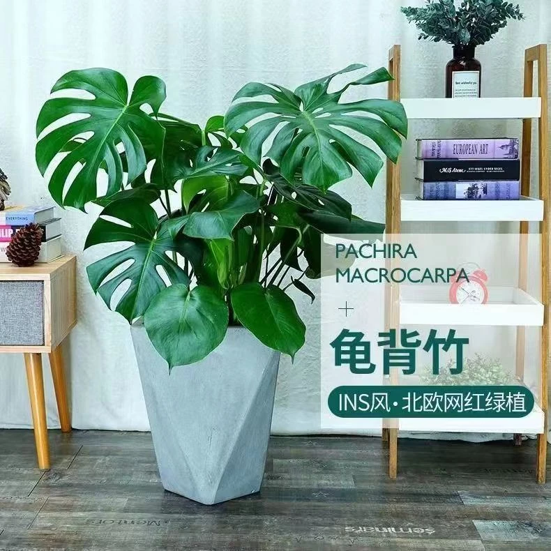 龟背竹四季长青吸甲醛室内养殖土培水培四季好养好活绿植花卉盆栽